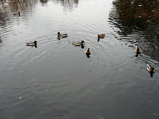 Duckpond - Public Domain Photograph