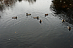 duckpond