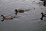 ducks-swimming