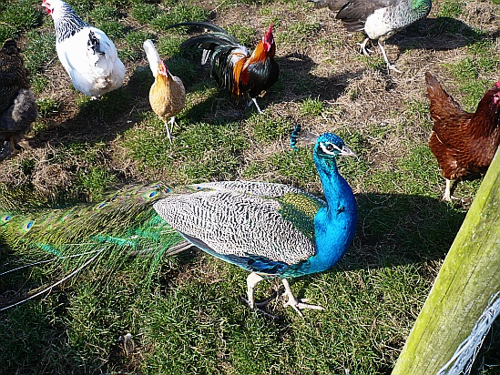 Farm birds - Public Domain Photograph