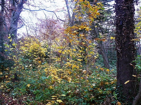 Gold foliage - Public Domain Photograph