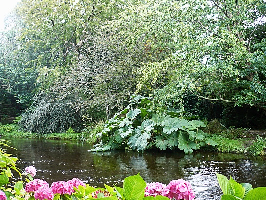 Gunnera plants on riverbank - Public Domain Photograph