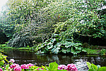 gunnera-plants-on-riverbank