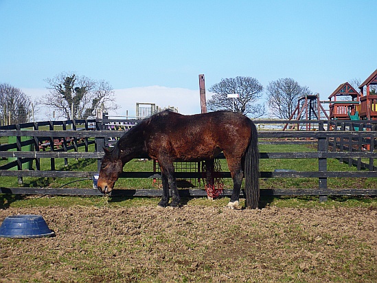 horse in paddock - Public Domain Photograph