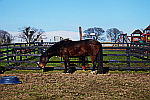 horse-in-paddock