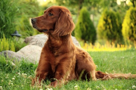 Irish red setter dog - Public Domain Photograph