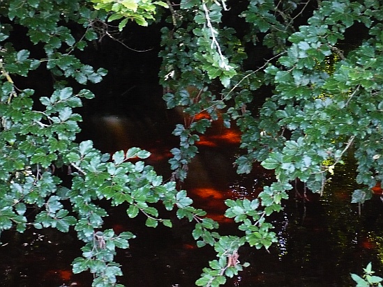 Light glow in a river - Public Domain Photograph