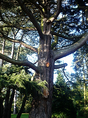 Massive tree - Public Domain Photograph