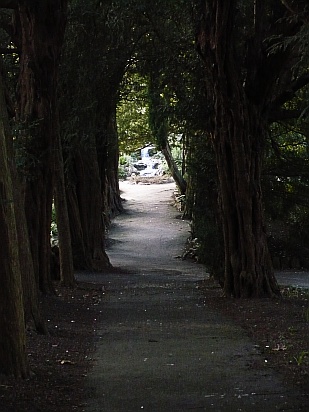 Path in forest - Public Domain Photograph