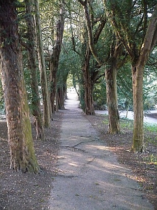 Path through forest - Public Domain Photograph