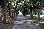 path-through-forest