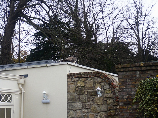 Peacock on a roof - Public Domain Photograph