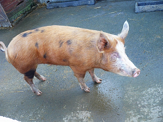 Pig - Public Domain Photograph