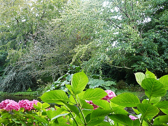 Pink hydrangeas - Public Domain Photograph