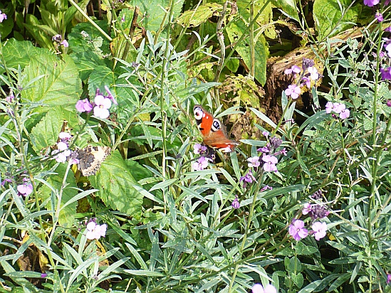 Red admiral butterfly - Public Domain Photograph