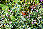 red-admiral-butterfly