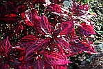 red-and-wine-plant