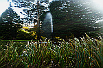 reeds-on-pond