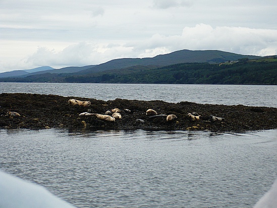 Seals - Public Domain Photograph