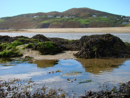 Seaweed on beach - Public Domain Photograph