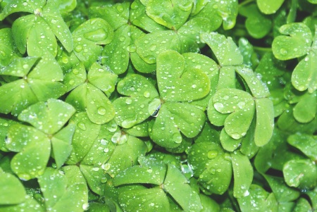 Shamrocks clovers - Public Domain Photograph