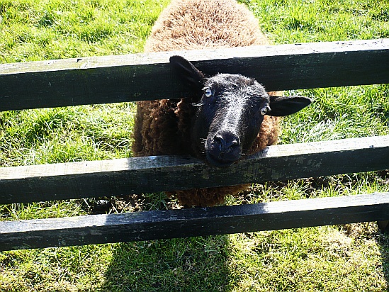 Sheep and fence - Public Domain Photograph