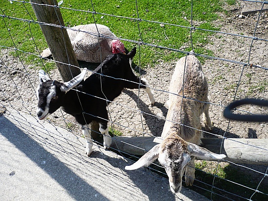 Sheep with fence - Public Domain Photograph