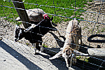 sheep-with-fence