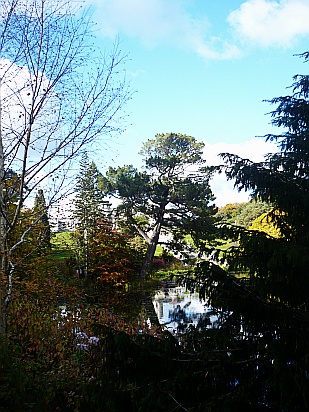 Sideways tree - Public Domain Photograph