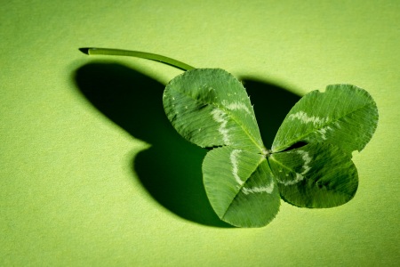 Single shamrock - Public Domain Photograph