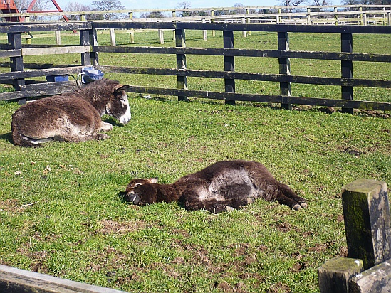 Sleeping horse - Public Domain Photograph