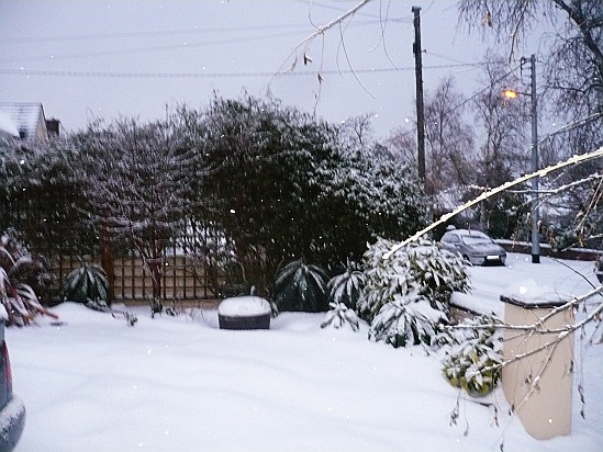 Snowscene in garden - Public Domain Photograph