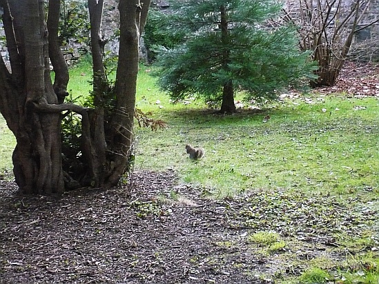 Squirrel feeding - Public Domain Photograph