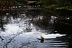 swan-feeding