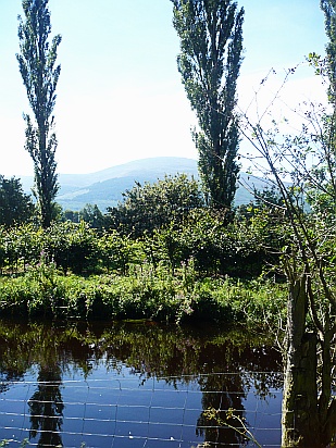 Tall trees - Public Domain Photograph