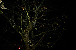 tree-at-night