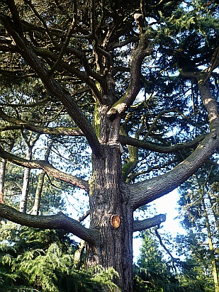 Tree branches - Public Domain Photograph