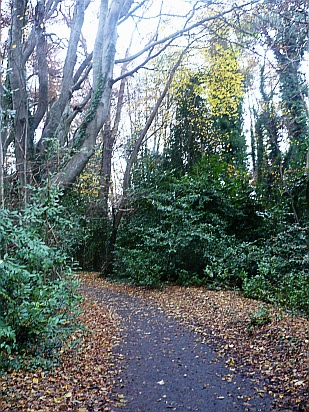 Winding road in forest - Public Domain Photograph