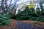 winding-road-in-forest