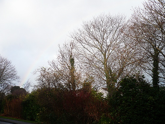 Winter trees - Public Domain Photograph