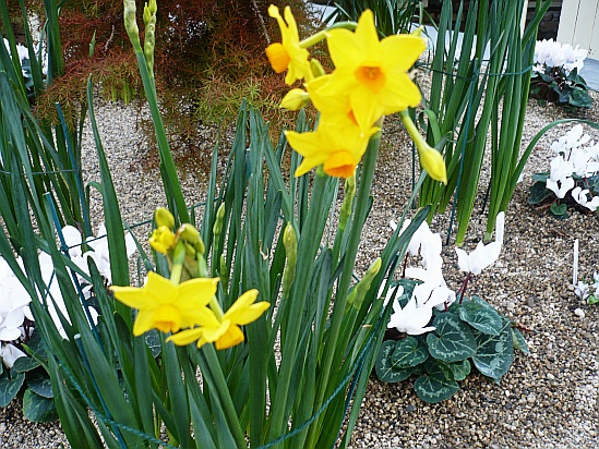 Yellow daffodil - Public Domain Photograph